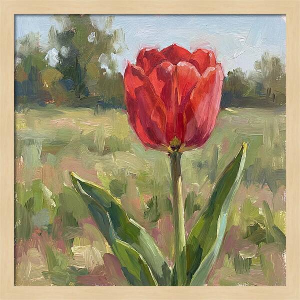 Red Tulip In Bloom
