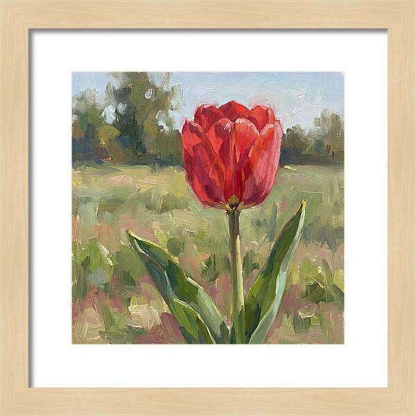 Red Tulip In Bloom