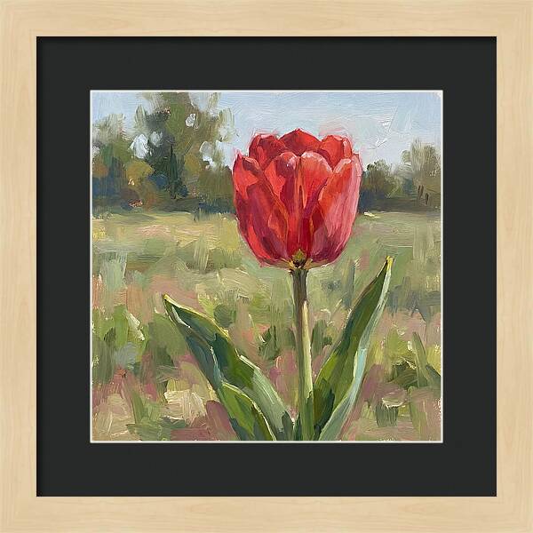 Red Tulip In Bloom