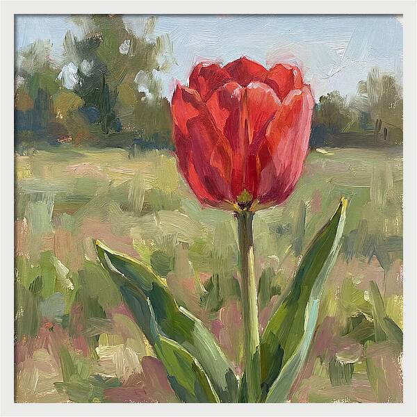 Red Tulip In Bloom