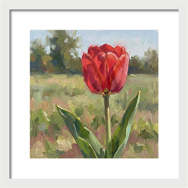 Red Tulip In Bloom