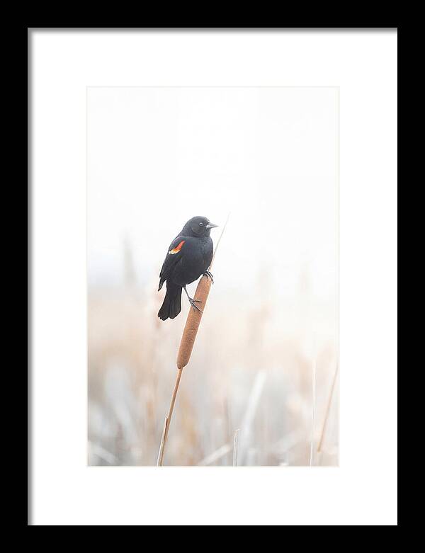Red Winged Blackbird Perched Gracefully