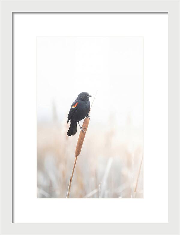 Red Winged Blackbird Perched Gracefully