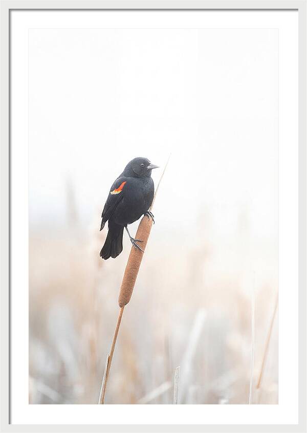 Red Winged Blackbird Perched Gracefully