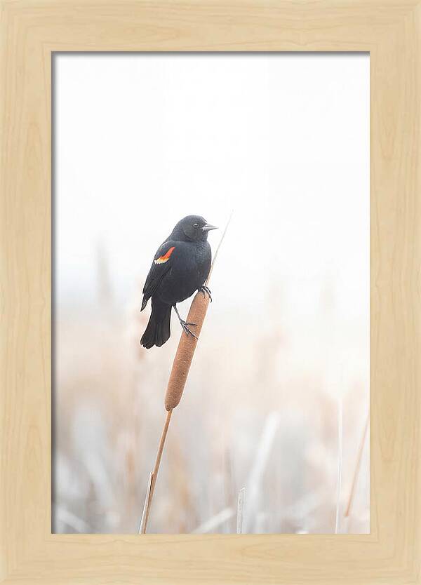 Red Winged Blackbird Perched Gracefully
