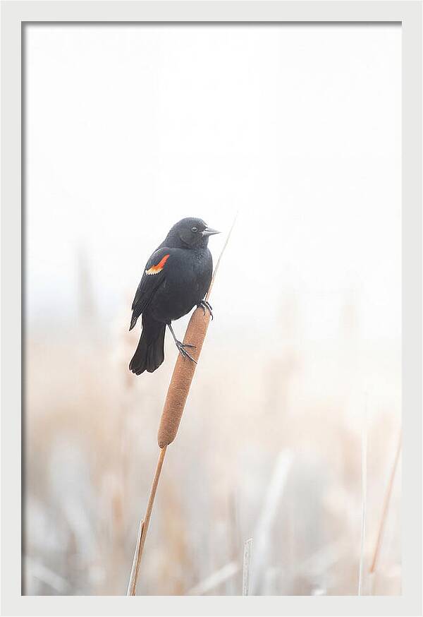 Red Winged Blackbird Perched Gracefully