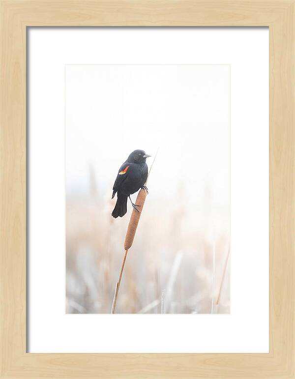 Red Winged Blackbird Perched Gracefully