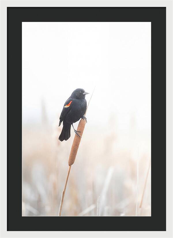 Red Winged Blackbird Perched Gracefully