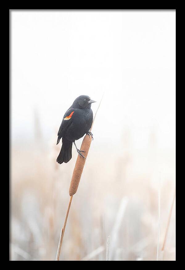 Red Winged Blackbird Perched Gracefully