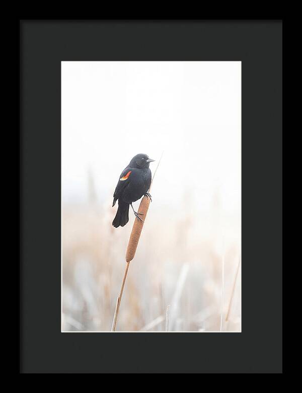 Red Winged Blackbird Perched Gracefully