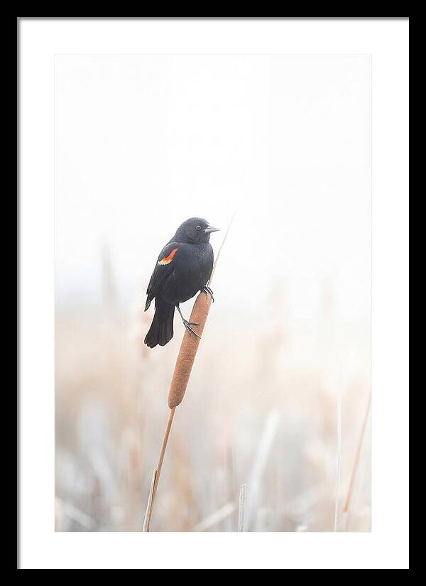 Red Winged Blackbird Perched Gracefully
