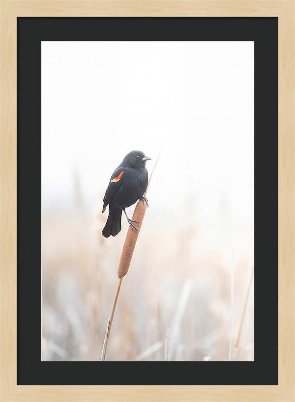 Red Winged Blackbird Perched Gracefully