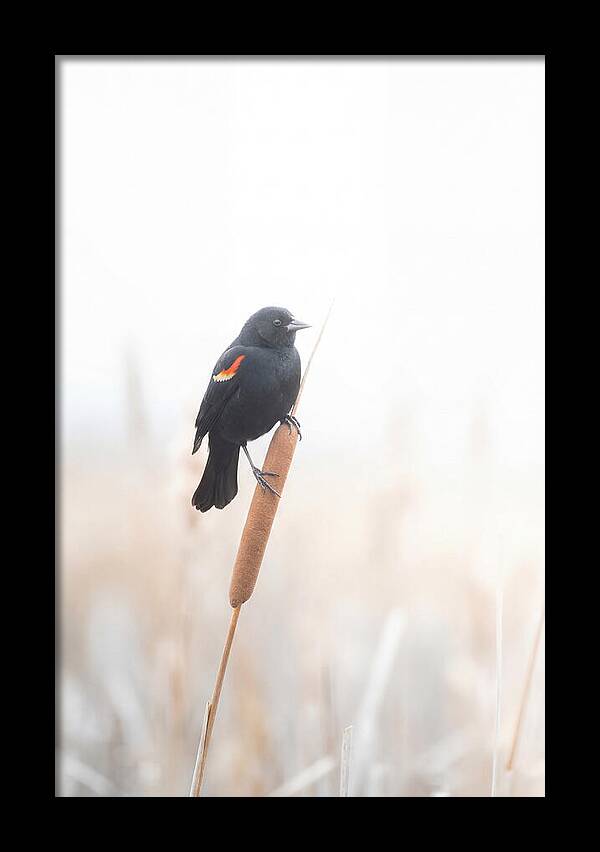 Red Winged Blackbird Perched Gracefully
