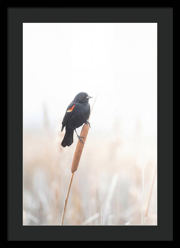 Red Winged Blackbird Perched Gracefully