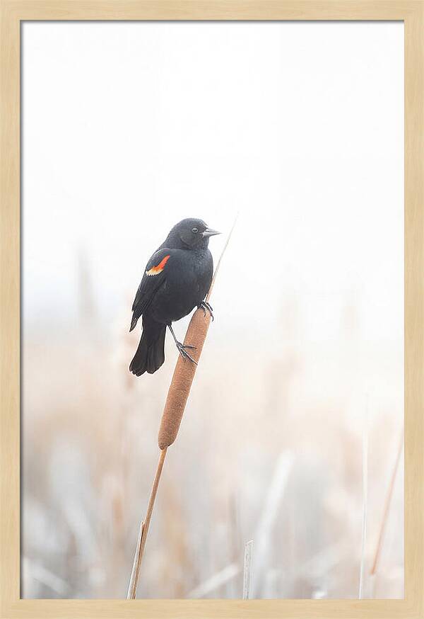 Red Winged Blackbird Perched Gracefully