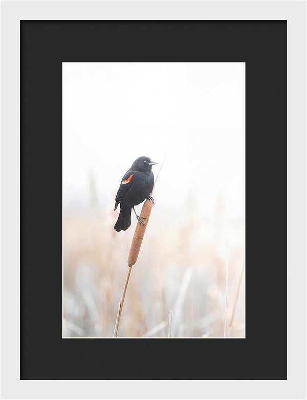 Red Winged Blackbird Perched Gracefully