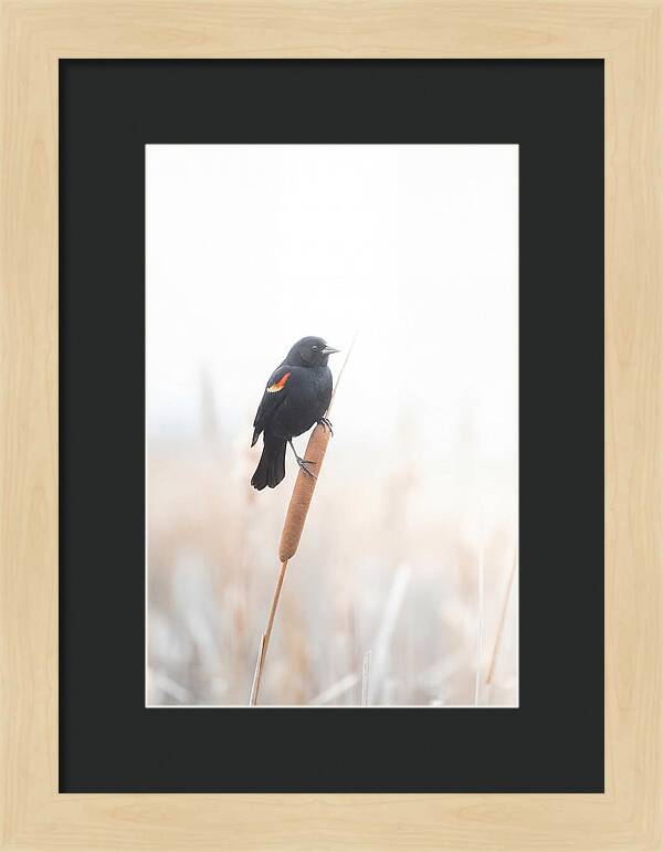 Red Winged Blackbird Perched Gracefully