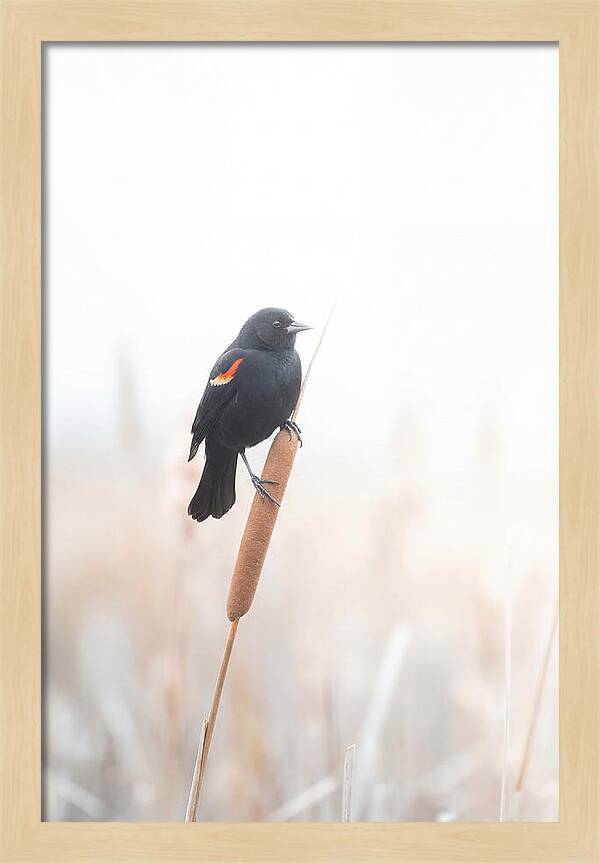 Red Winged Blackbird Perched Gracefully