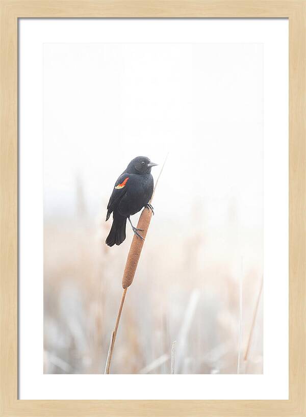 Red Winged Blackbird Perched Gracefully