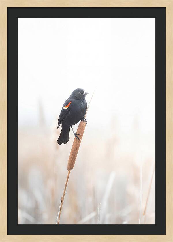 Red Winged Blackbird Perched Gracefully