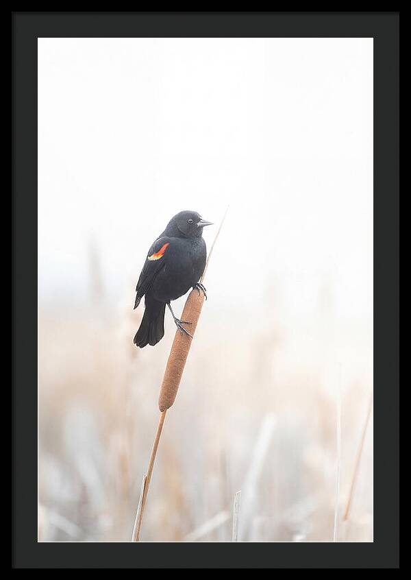 Red Winged Blackbird Perched Gracefully