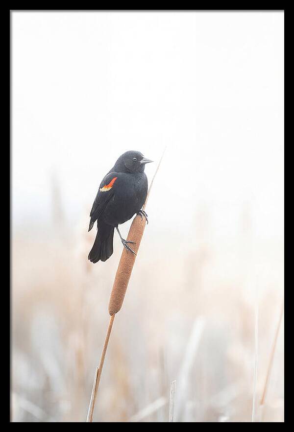 Red Winged Blackbird Perched Gracefully