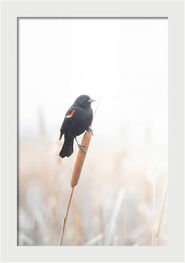 Red Winged Blackbird Perched Gracefully