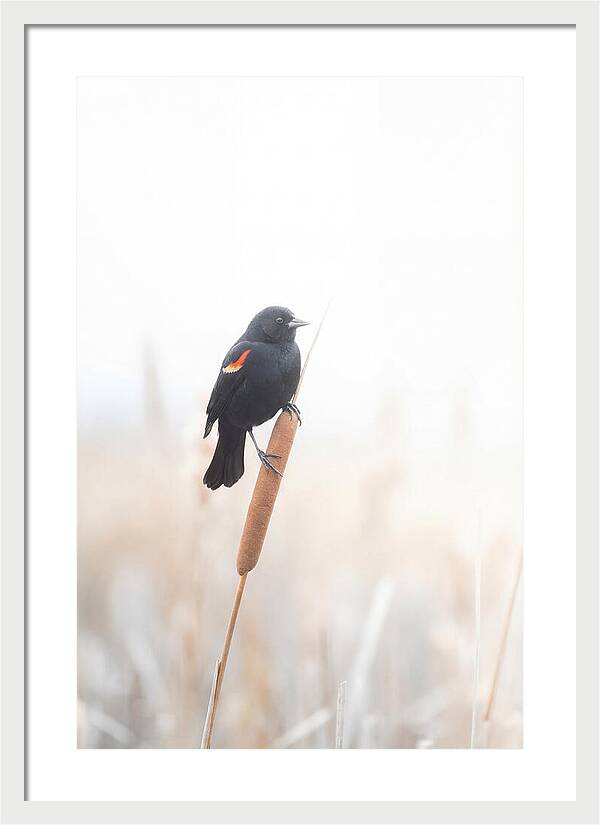 Red Winged Blackbird Perched Gracefully