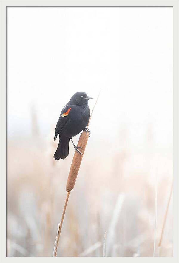 Red Winged Blackbird Perched Gracefully