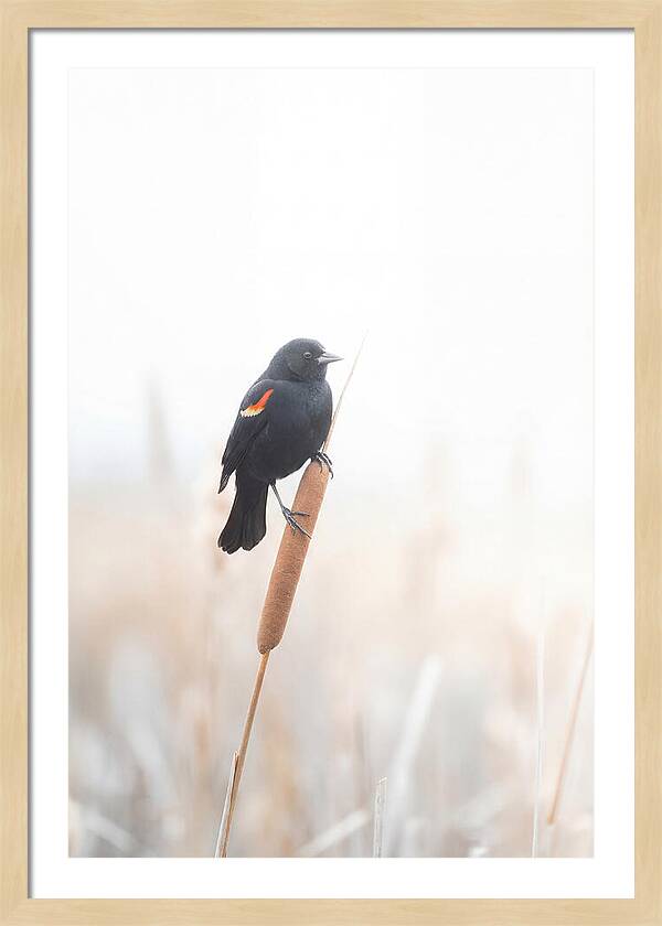 Red Winged Blackbird Perched Gracefully