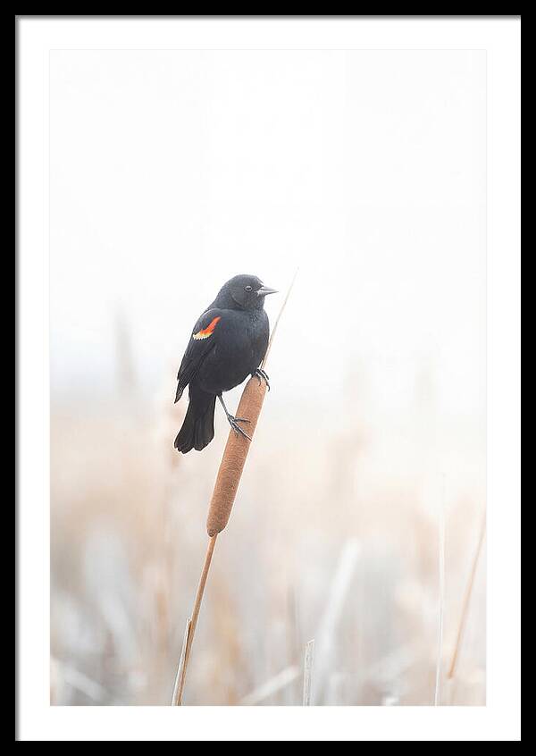 Red Winged Blackbird Perched Gracefully