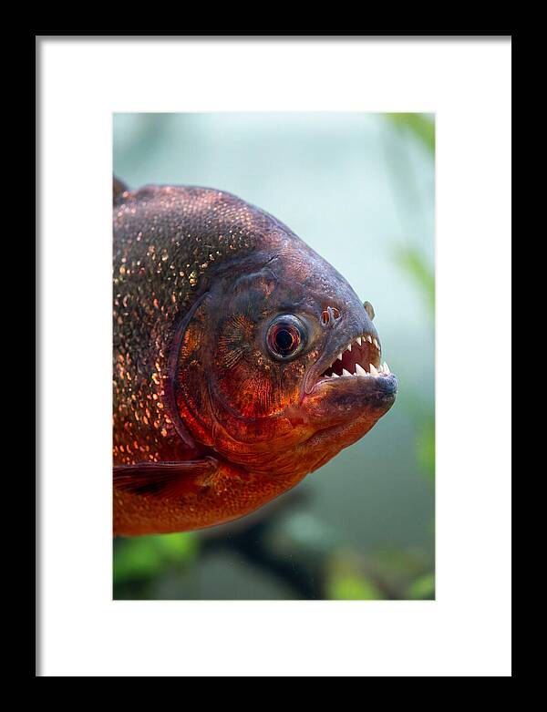 Redbellied Piranha Closeup