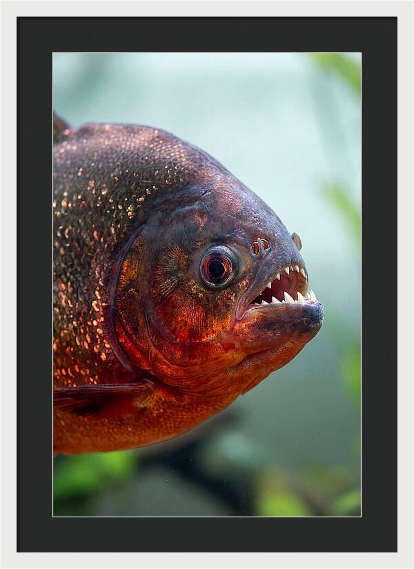 Redbellied Piranha Closeup
