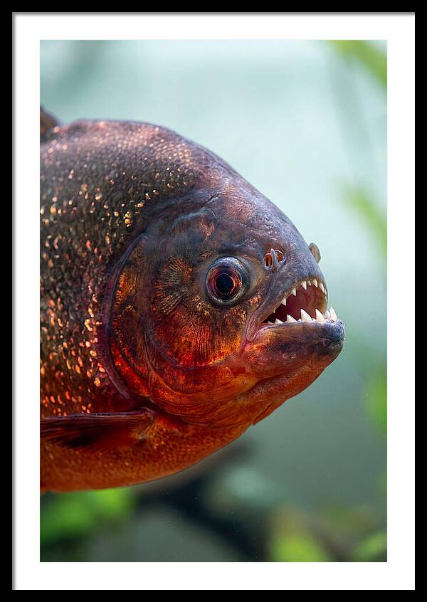 Redbellied Piranha Closeup