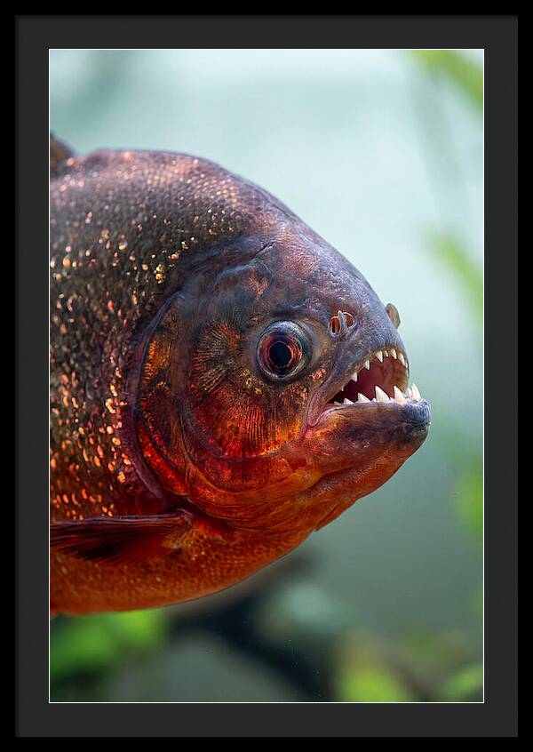 Redbellied Piranha Closeup