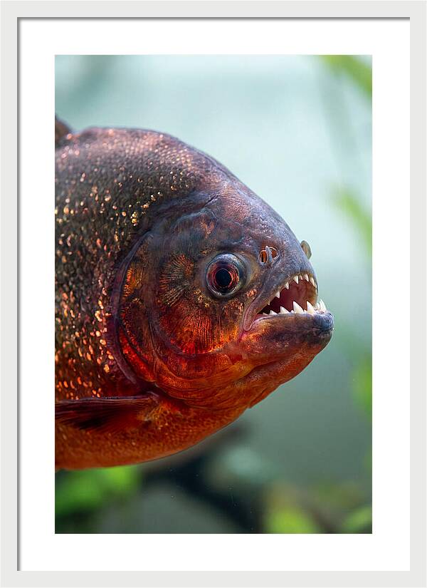 Redbellied Piranha Closeup