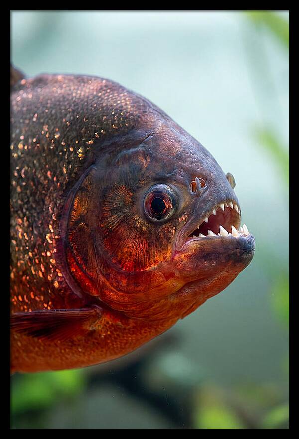 Redbellied Piranha Closeup