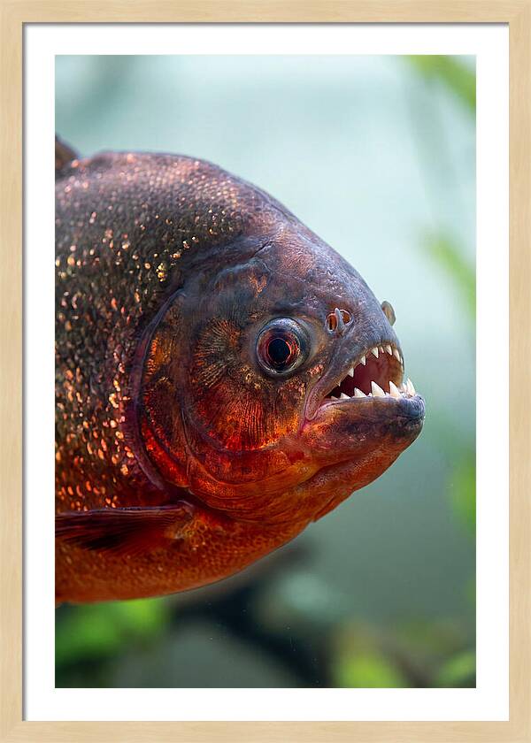 Redbellied Piranha Closeup