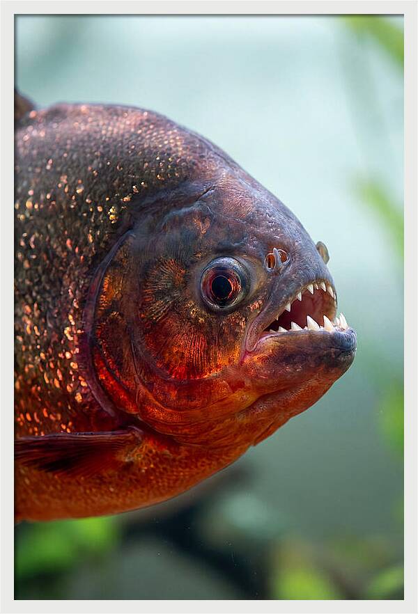 Redbellied Piranha Closeup