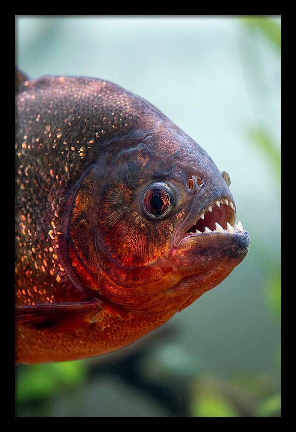 Redbellied Piranha Closeup