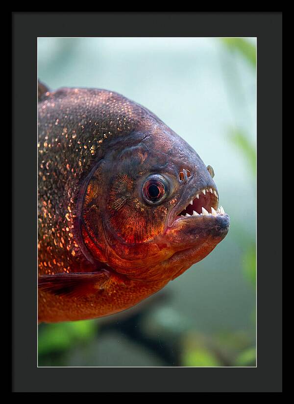 Redbellied Piranha Closeup