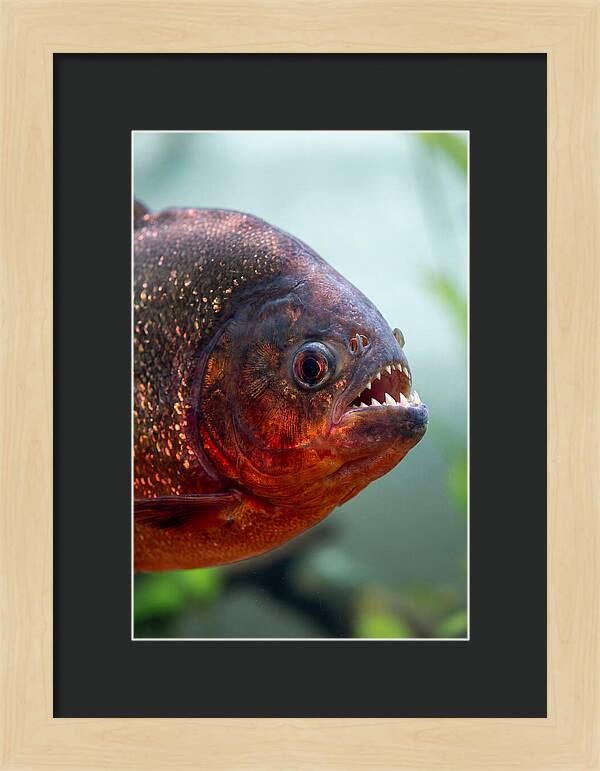 Redbellied Piranha Closeup