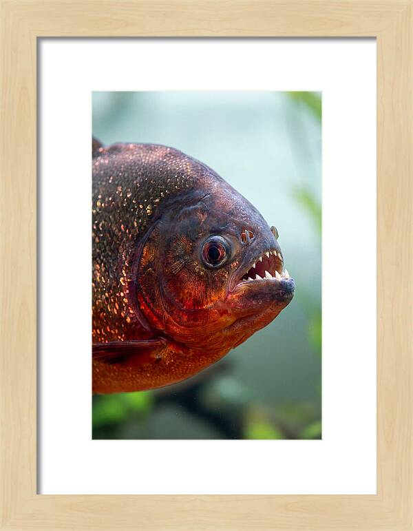 Redbellied Piranha Closeup