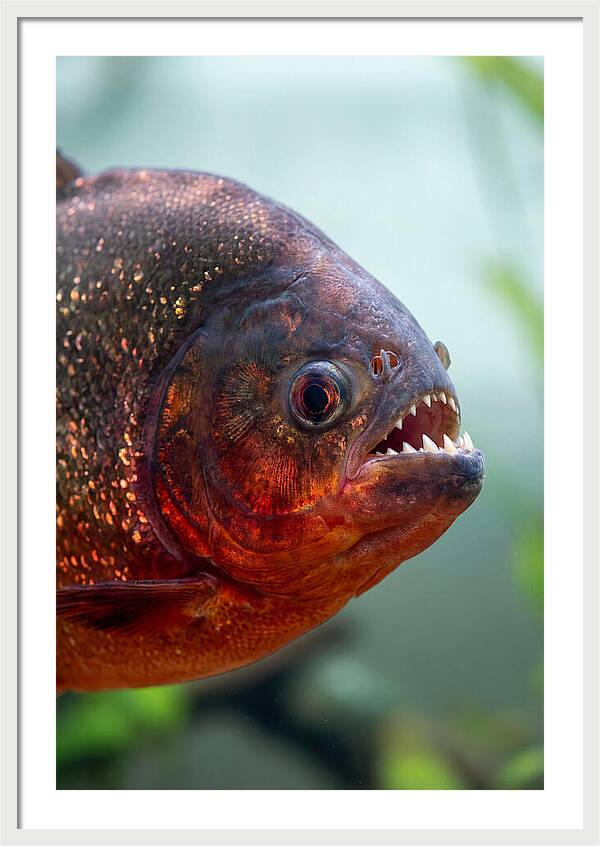 Redbellied Piranha Closeup