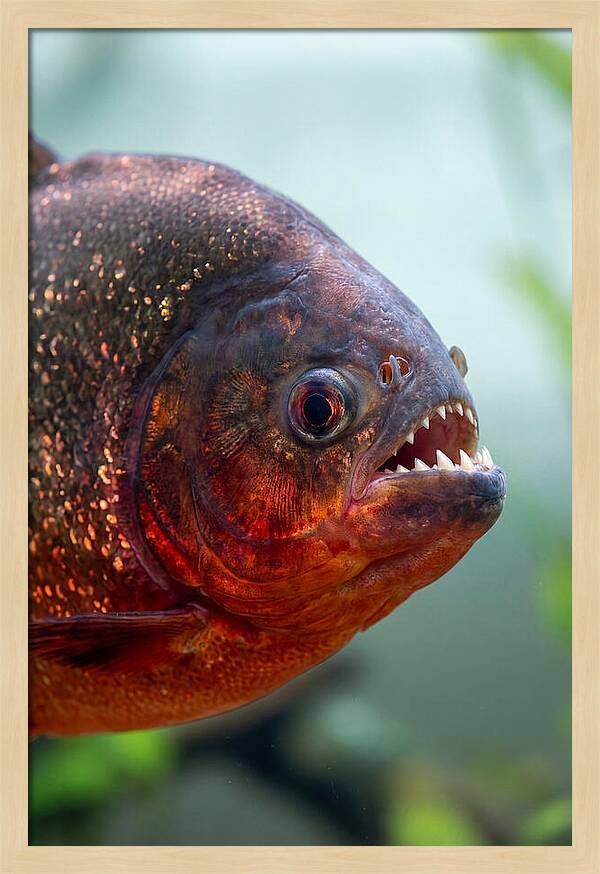 Redbellied Piranha Closeup