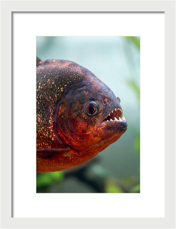 Redbellied Piranha Closeup