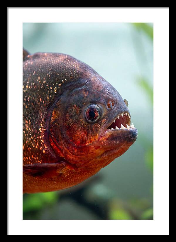 Redbellied Piranha Closeup