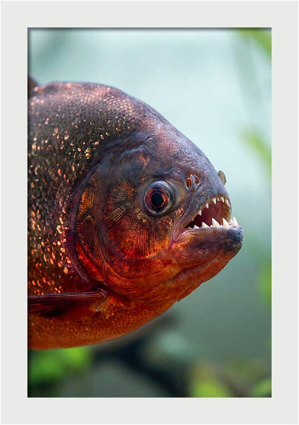 Redbellied Piranha Closeup