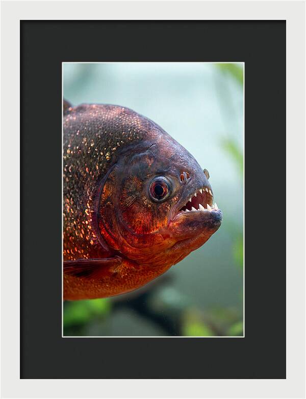 Redbellied Piranha Closeup