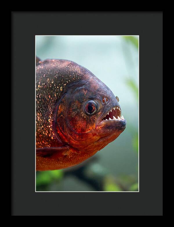 Redbellied Piranha Closeup